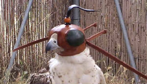 arabe2.jpg
